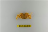 藏品(太魯閣澤蟹)的圖片